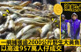 漁船大豐收一網捕獲逾2000公斤野生大黃魚 以高達957萬人仔成交 